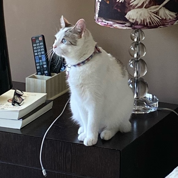 Meet your Posher, Paula - Picture 1 of 1